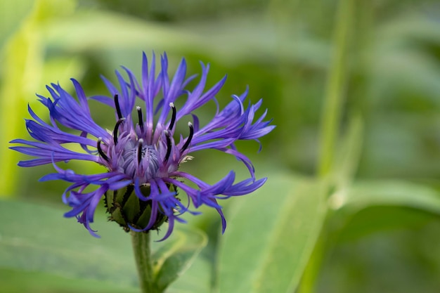 Fiore Fiore di mais Cultura decorativa Giardinaggio