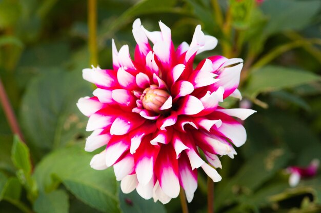 fiore floreale sidelerstolz natura rosa chiaro