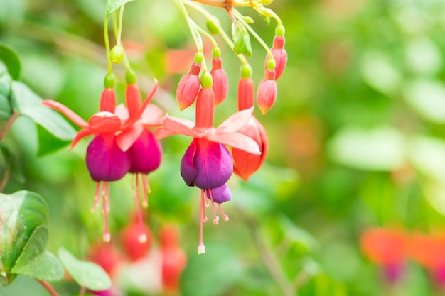 Fiore fucsia in giardino