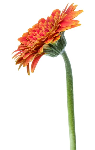 Fiore gerbera arancione verticale con lungo gambo isolato su sfondo bianco