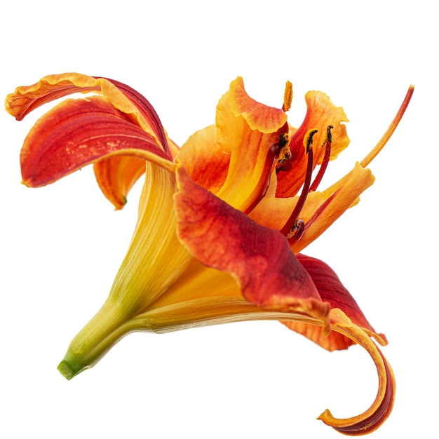 Fiore giallo arancio di daylily lat Hemerocallis isolato su sfondo bianco