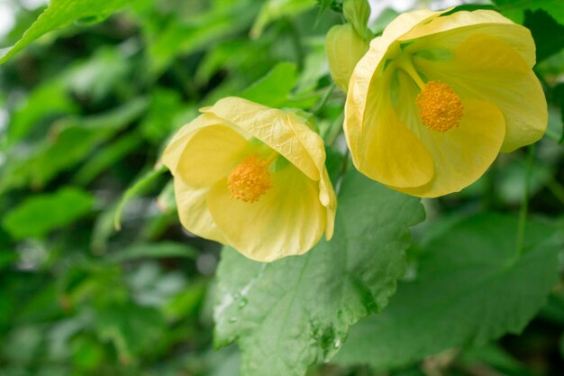 Fiore giallo brillante della pianta Abutilon X Hybridum noto anche come Canary Bird