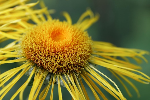 Fiore giallo brillante Elecampane bella foto macro Foto di alta qualità