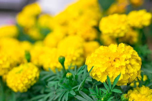 Fiore giallo, calendula