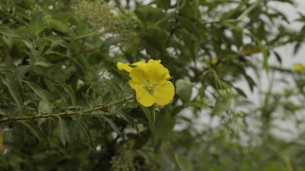 fiore giallo che sboccia in Indonesia