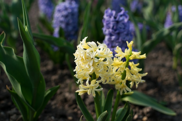 Fiore giallo chiaro del giacinto, giacinto o fiore dei giacinti