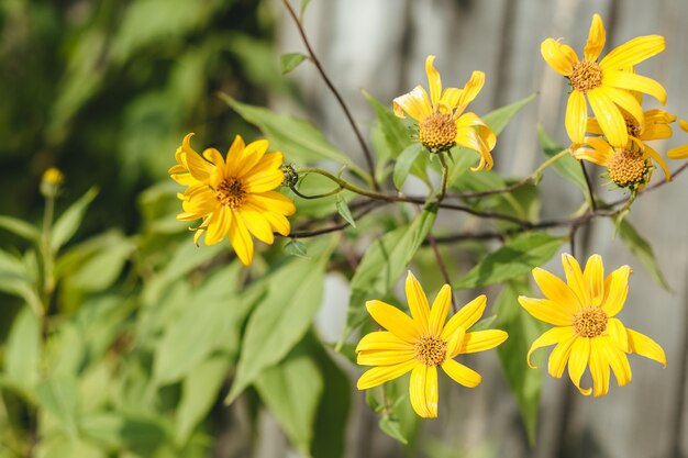 Fiore giallo con foglie verdi. Helianthus divaricatus sullo sfondo del verde.