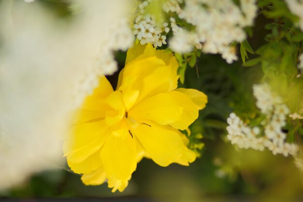 Fiore giallo con petali grandi. Primo piano della pianta da fiore gialla sul campo. Fioritura primaverile