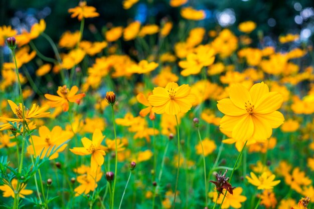 Fiore giallo cosmo che sboccia bellissimo in giardino