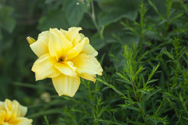 Fiore giallo daylily su uno sfondo di erba verde