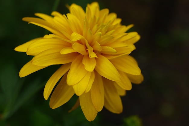 Fiore giallo del crisantemo su un primo piano verde del fondo