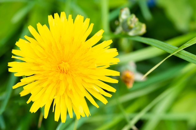 Fiore giallo del dente di leone