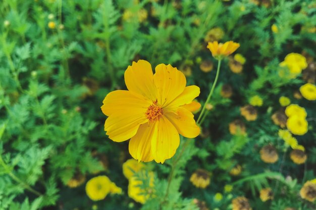 Fiore giallo del giardino del cosmo Cosmos Bipinnatus