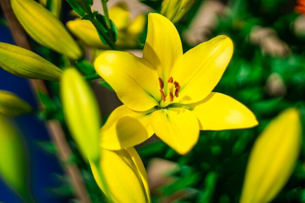 Fiore giallo del giglio nel giardino.