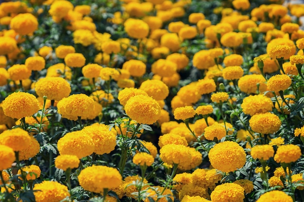 Fiore giallo del tagete in giardino