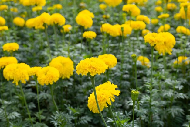 Fiore giallo del tagete in giardino