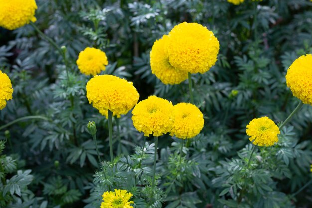 Fiore giallo del tagete in giardino