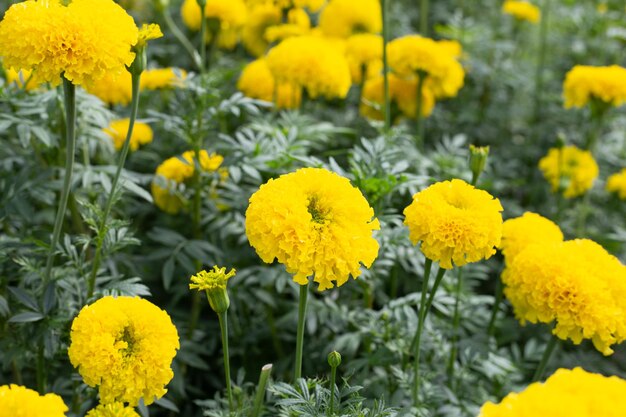 Fiore giallo del tagete in giardino