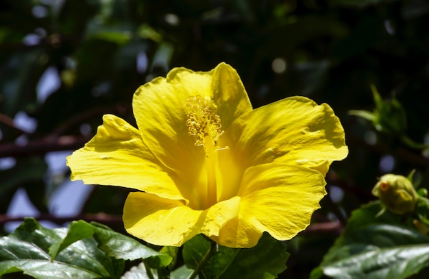 Fiore giallo dell'ibisco rosa-sinensis, noto come ibisco cinese, rosa cinese, ibisco hawaiano, malva rosa e pianta di scarpe