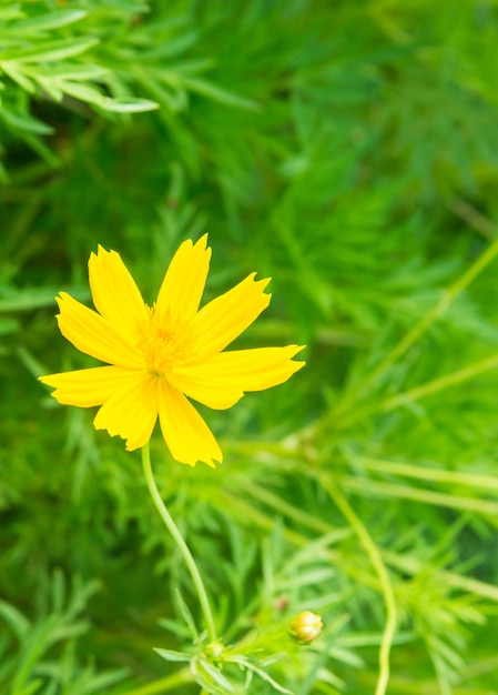 Fiore giallo dell&#39;universo con il colore vivido.