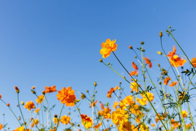 Fiore giallo dell'universo e cielo blu