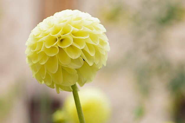 Fiore giallo della dalia in un giardino