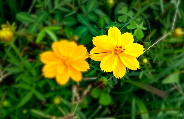 Fiore giallo della margherita che fiorisce con lo sfondo naturale