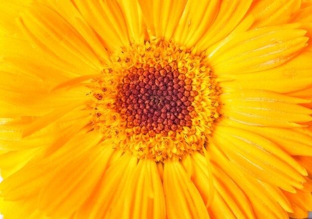 Fiore giallo della margherita del primo piano