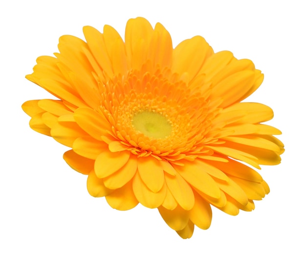 Fiore giallo della testa della gerbera isolato su sfondo bianco Calendula officinalis marigold Motivo floreale Vista dall'alto piatta