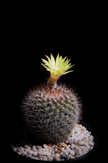 Fiore giallo di cactus mammillaria con una bellissima illuminazione da studio