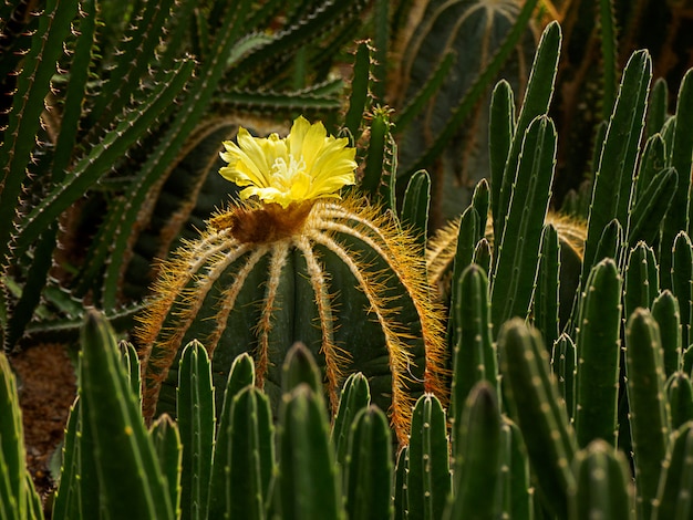 Fiore giallo di cactus