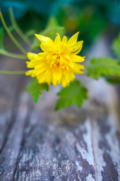 Fiore giallo di colore sul ramo di albero