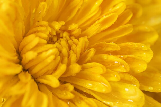 Fiore giallo di crisantemo con gocce d'acqua sui petali da vicino