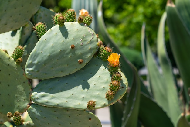 Fiore giallo di fico d'India