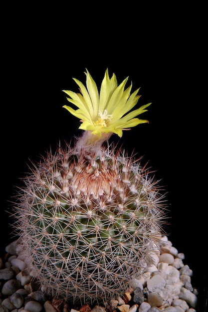 Fiore giallo di fioritura del cactus mammillaria