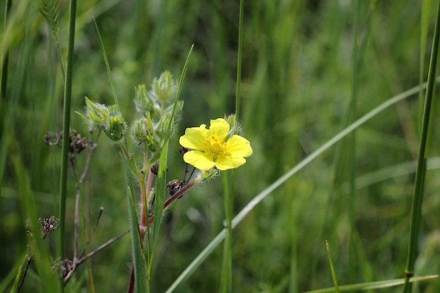 Fiore giallo di fioritura dell&#39;acetosa di legno