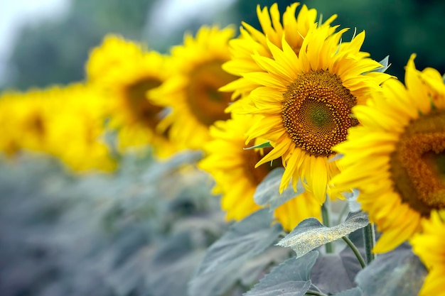 Fiore giallo di girasole in un primo piano del campo