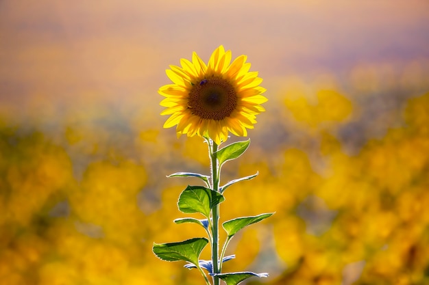 Fiore giallo di girasole in un primo piano del campo