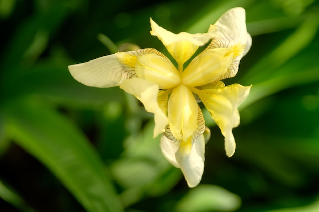 Fiore giallo di iris