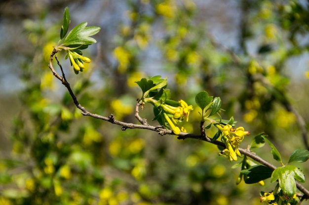 Fiore giallo di ribes in giardino