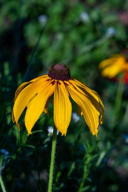 Fiore giallo di rudbeckia in una fotografia macro di una soleggiata giornata estiva. Susanna dagli occhi neri del giardino fiorito