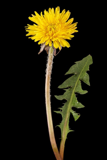 Fiore giallo di tarassaco isolato su sfondo nero