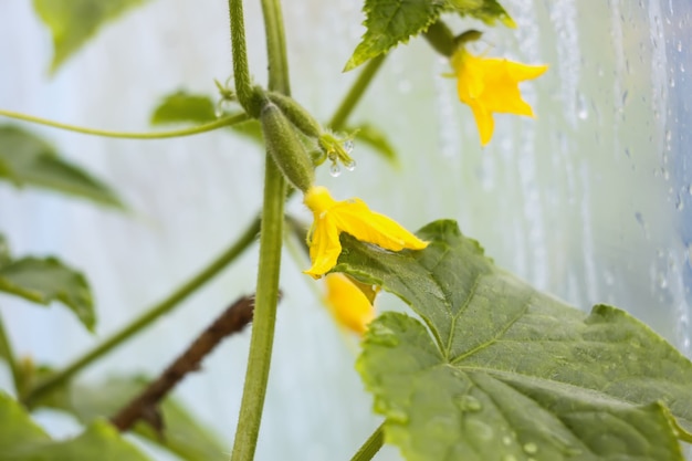 Fiore giallo di un cetriolo in serra da vicino.