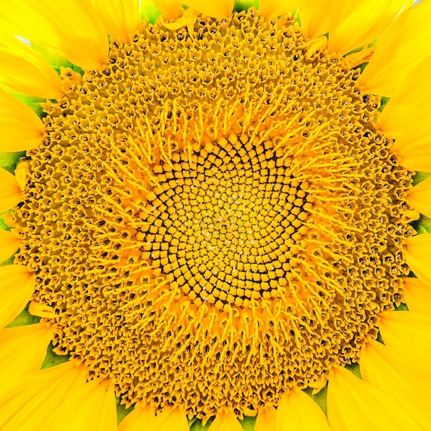 Fiore giallo di un primo piano di estate all'aperto del girasole