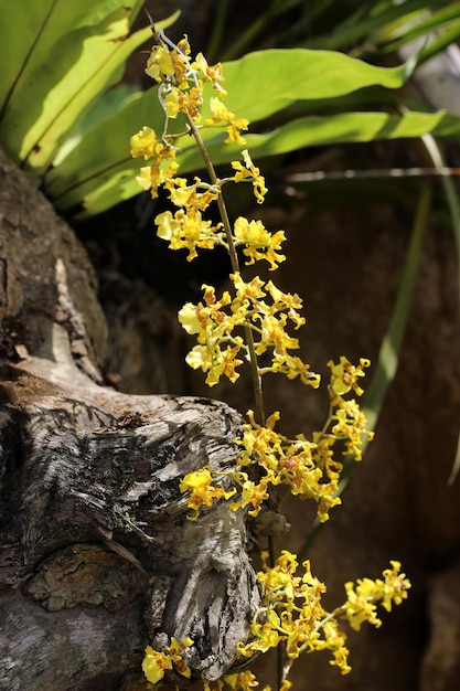 fiore giallo dorato dell'orchidea della doccia in giardino