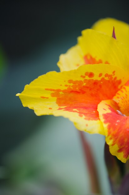 Fiore giallo e arancio Macro dettaglio.