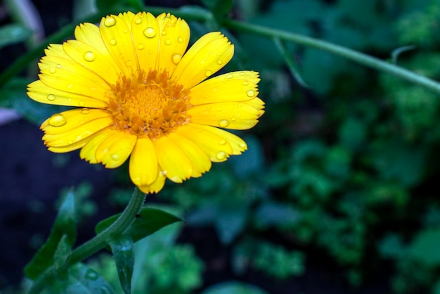 Fiore giallo espressivo su sfondo naturale