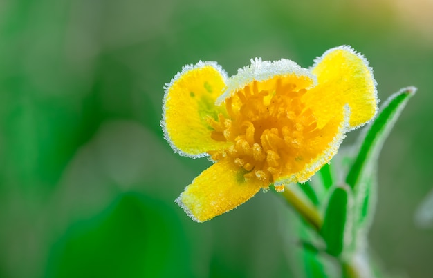 Fiore giallo glassato di mattina con luce solare