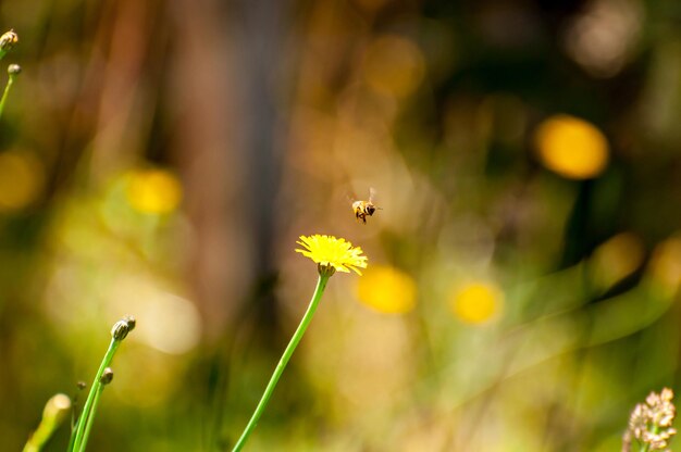 Fiore giallo impollinatore delle api