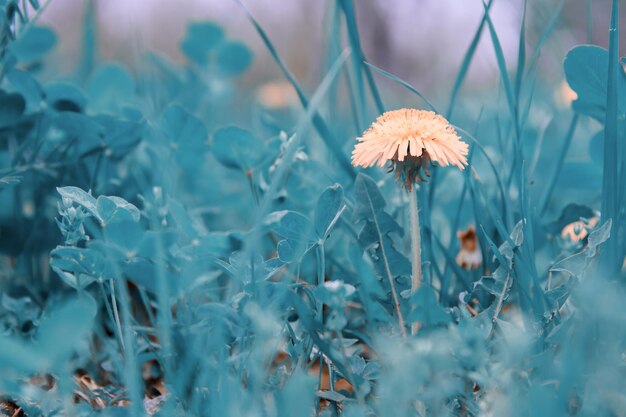 Fiore giallo in campo